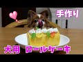 犬用ロールケーキに大満足のパピヨン