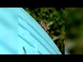 Grasshopper garden insects behavior nature channel