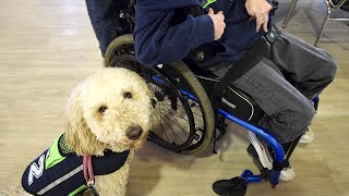 Steps for Therapy Dog Training