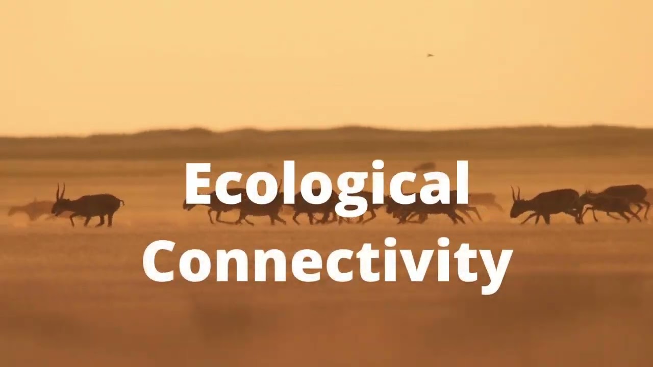 Statement by Amy Fraenkel, CMS Executive Secretary to Mark Biodiversity Day 2023