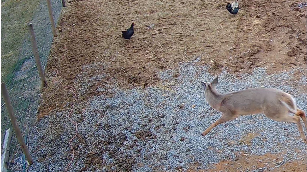 Tis the season for Naughty Donkeys!