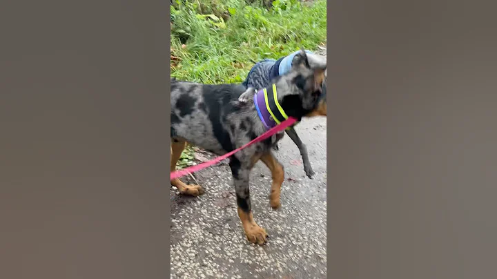 HAPPY MOMENT #shorts #dog #cute #doggielife #funny #whippet