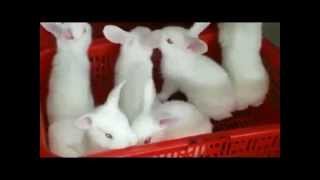 Gi i thi u v Trang tr i th gi ng Chi n Huy