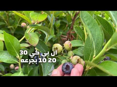 افضل برنامج تسميد التوت حسب المرحله موعد تسميد
