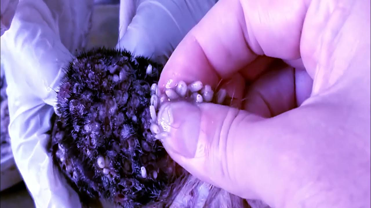 Cleaning Mango Worms Short YouTube