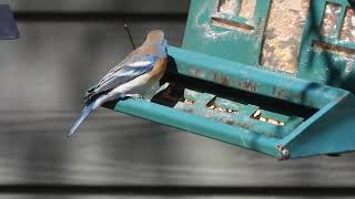 Lazuli bunting in Wauconda Illinois 1