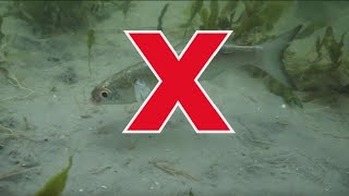 Top 5 Beginner Inshore Fishing Myths Debunked by Salt Strong 9,422 views 4 weeks ago 6 minutes, 40 seconds