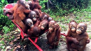 Adorable Orangutans Go To School In Wheelbarrow