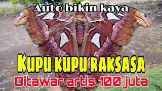 PENEMUAN KUPU KUPU RAKSASA KUPU KUPU GAJAH SUDAH DITAWAR 100 JUTA