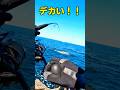 水面爆発！ヒラマサの引きはヤバい！ #釣り #ロックショア #Shorts