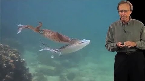 Signaling with Skin Patterns - Roger Hanlon (MBL)