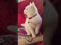 #позитив #популярное #юмор #цитаты #стэтхэм #приколы #cat #видосыоткота #цитатыосмысле