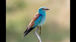 Kraska, European Roller Coracias Garrulus