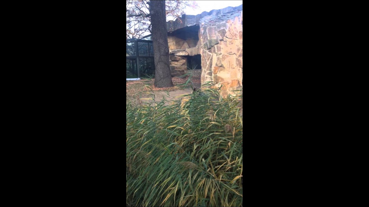 Always Wear a Helmet at the Zoo — fail moment
