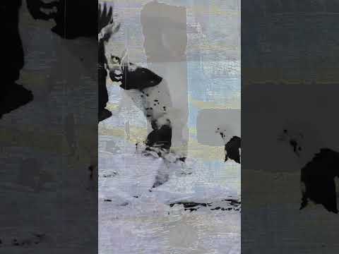 لماذا تنتحر النسور