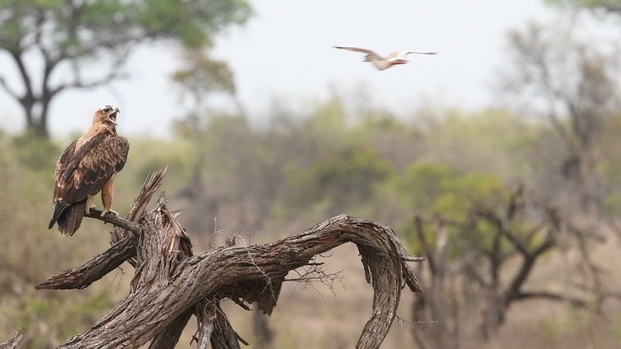 Crowned Plover fights against a Tawny Eagle to save her chicks in the nest