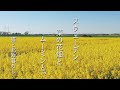 北欧暮らし🌿スウェーデンの菜の花畑 / フィンランド生まれのムーミン / 海外生活vlog