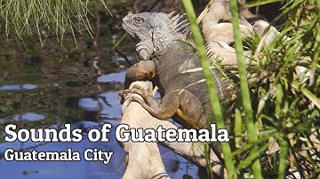 Sounds of Guatemala: Guatemala City on a Weekend (Recorded with Zoom F3 Field Recorder)