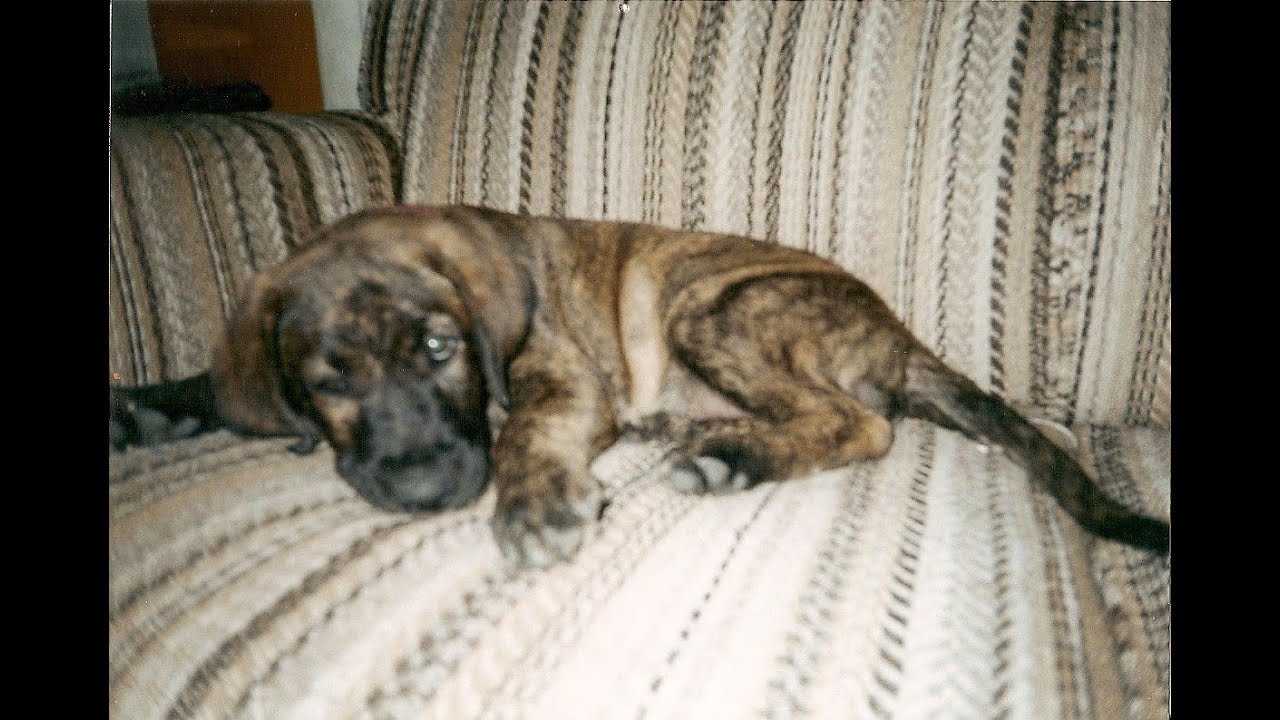 brindle lab dog