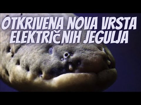 Video: Električna jegulja: opis in značilnosti