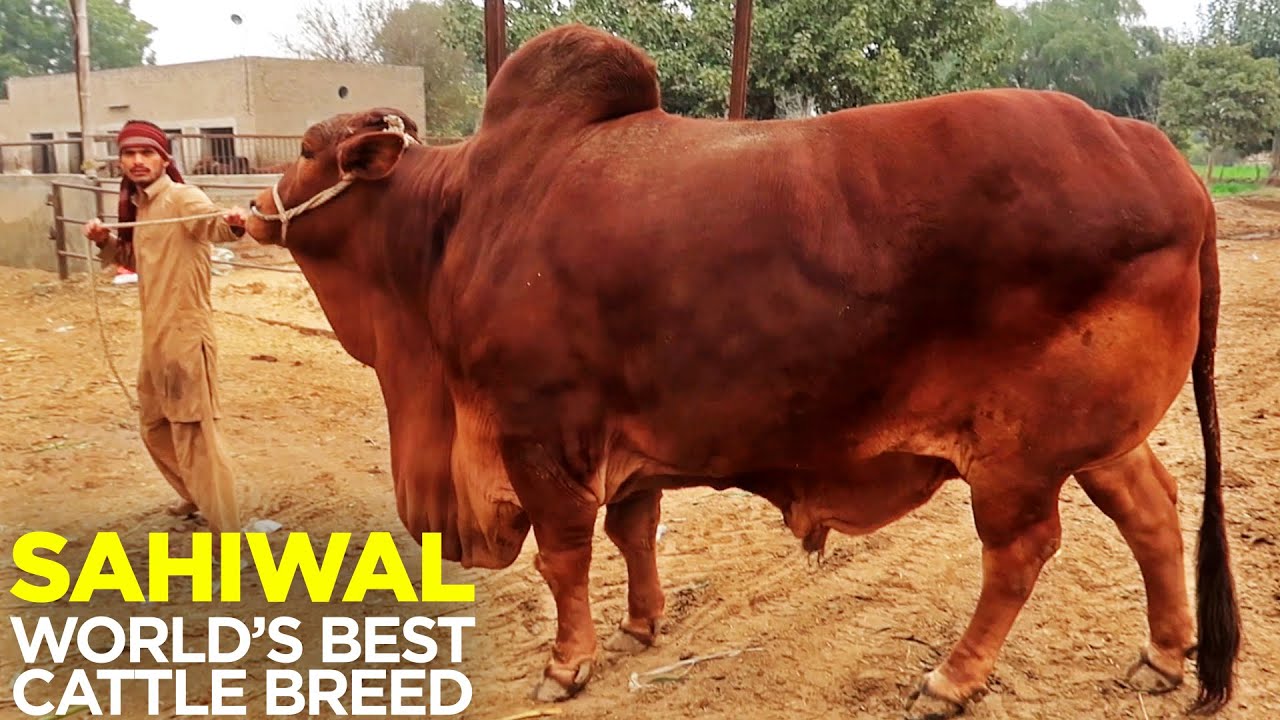 Sahiwal | Heaviest Bulls | World's Best Cattle Breed | Decent Cattle