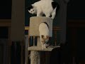 Bad Kitty