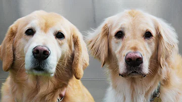 Oh the glamorous life of a pet groomer | Two beautiful Golden Retrievers 😍