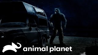 Sasquatch Attacks Mans Campsite Finding Bigfoot Animal Planet
