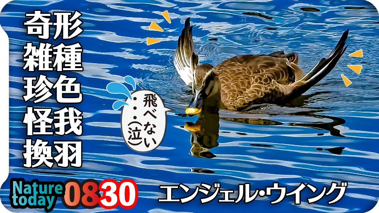 0830【個性的な特殊カルガモ】奇形珍色怪我羽ボロ。カルガモの水浴び