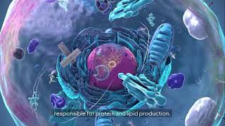Human Cells