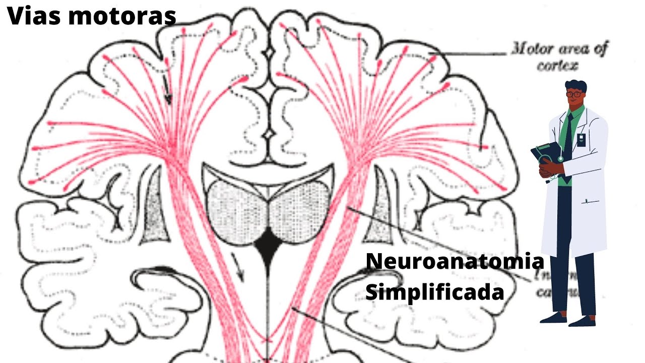 Vias Motoras - Corticoespinal e Corticonuclear - Neuroanatomia Simplificada