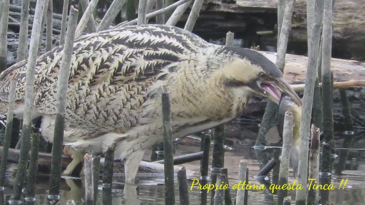 Tarabuso  con la TINCA. 3 minuti di spettacolo !!!