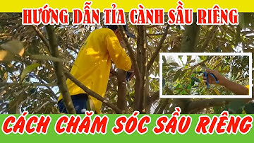 Cách cắt tỉa cành tạo tán cho sầu riêng trước khi làm bông nghịch vụ | SIÊU THỊ CÂY GIỐNG WELOFARM