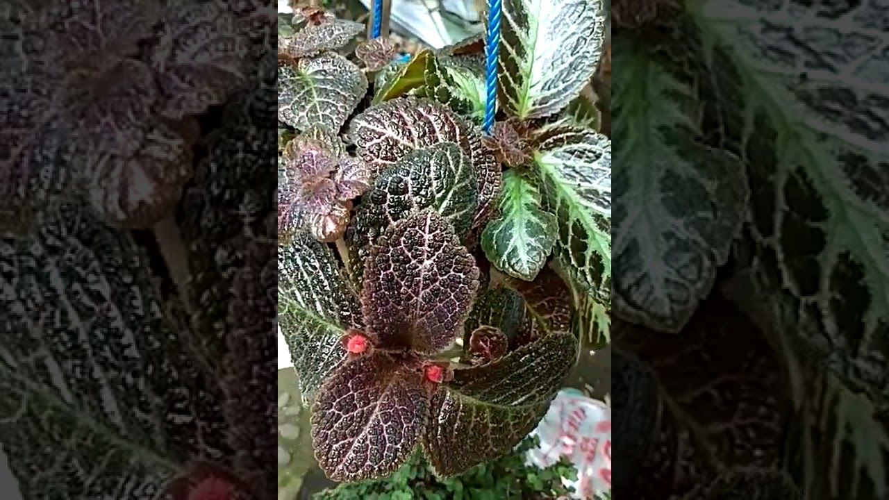 Bunga Episcia 