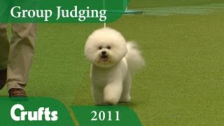 Bichon Frise wins Toy Group Judging at Crufts 2011 | Crufts Dog Show