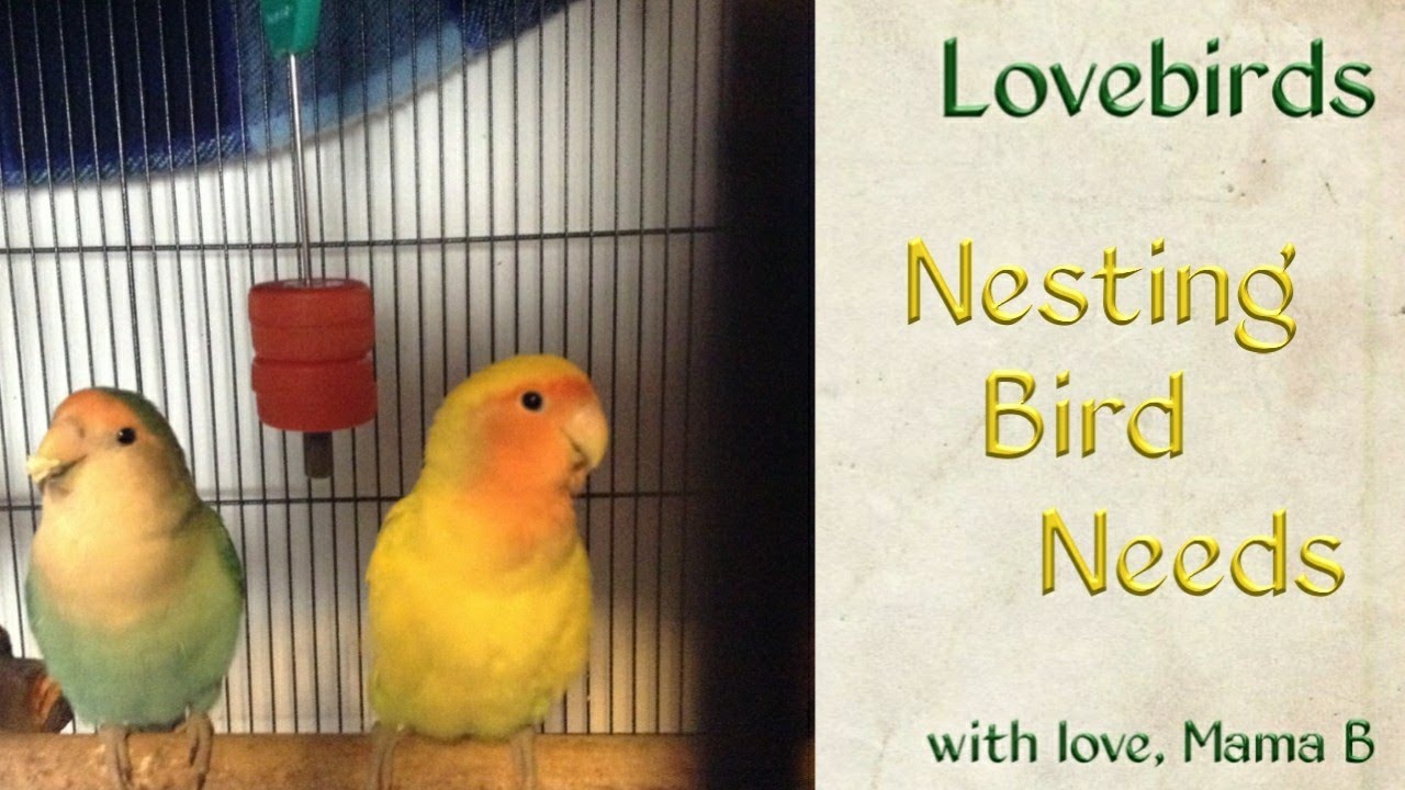 Nesting Lovebird Needs YouTube