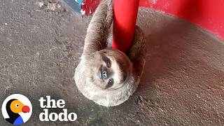 guy keeps saving sloths hanging around all over town dodo