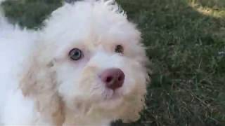 Miniature Cockapoo Puppy For Sale in Myrtle Beach, South Carolina