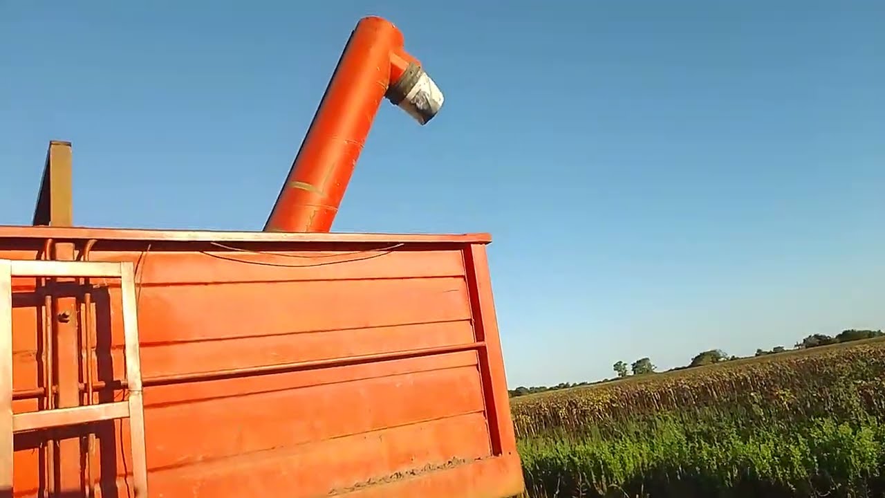 Cosecha de girasol🌻 2026 | Lote con mucho pasto !!