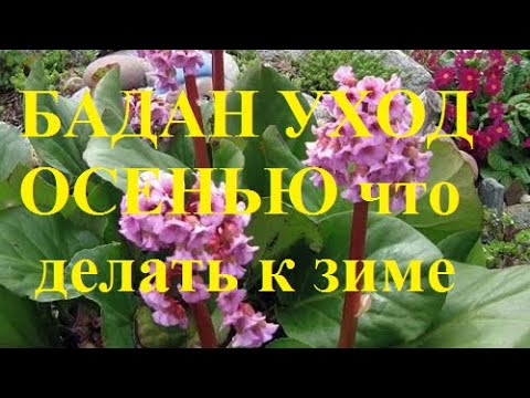 Нужно ли у Бадана обрезать листья осенью и чем к зиме подкормить