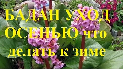 Нужно ли у Бадана обрезать листья осенью и чем к зиме подкормить