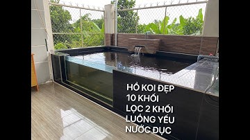 HỒ KOI ĐẸP 10 KHỐI LỌC 2 KHỐI - LUỒNG YẾU - NƯỚC ĐỤC || CÁ KOI VLOG TRẦN ĐỨC CƯỜNG