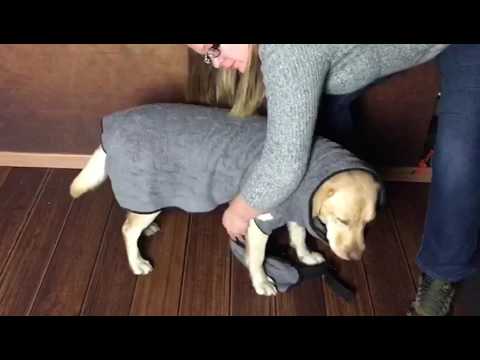 Fonkelnieuw Wat is het nut van een hondenbadjas? - DogStore KT-03
