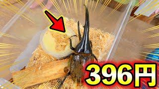 関東最大級の昆虫ショップに【激安ヘラクレスオオカブト】が現れる日が