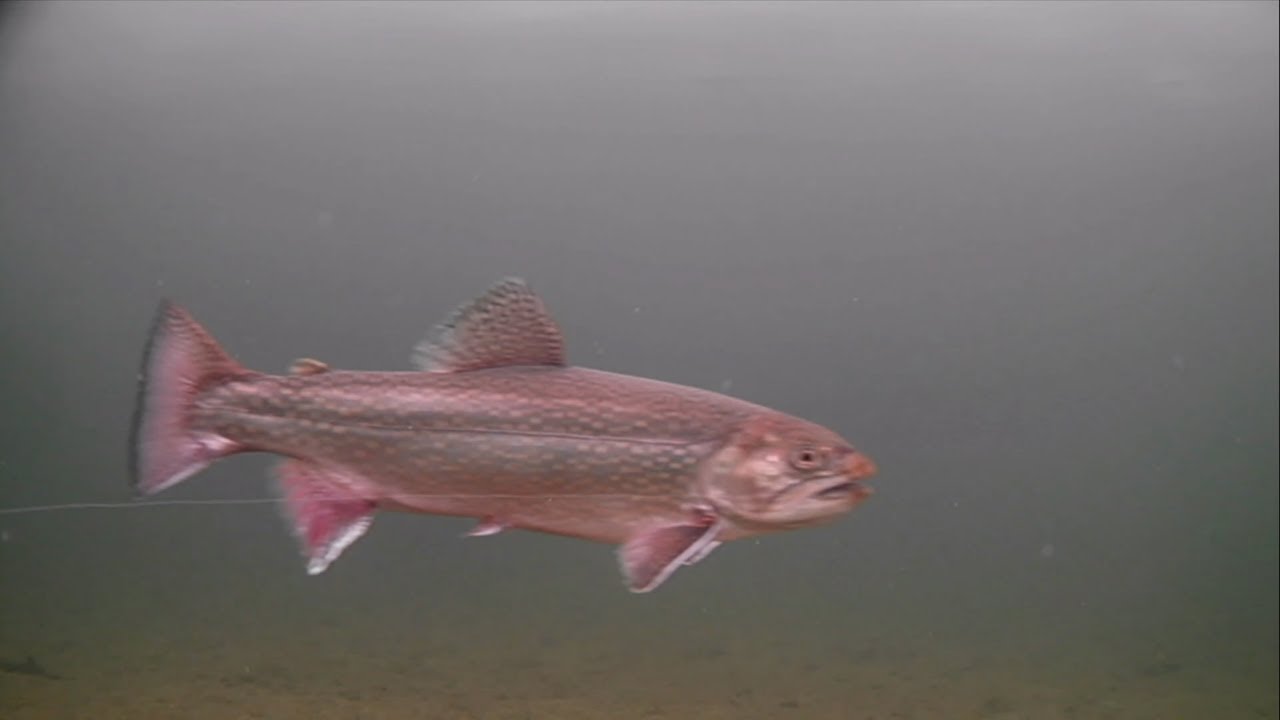 Ice Fishing for Brook Trout -  Tips & Tricks! Underwater Camera