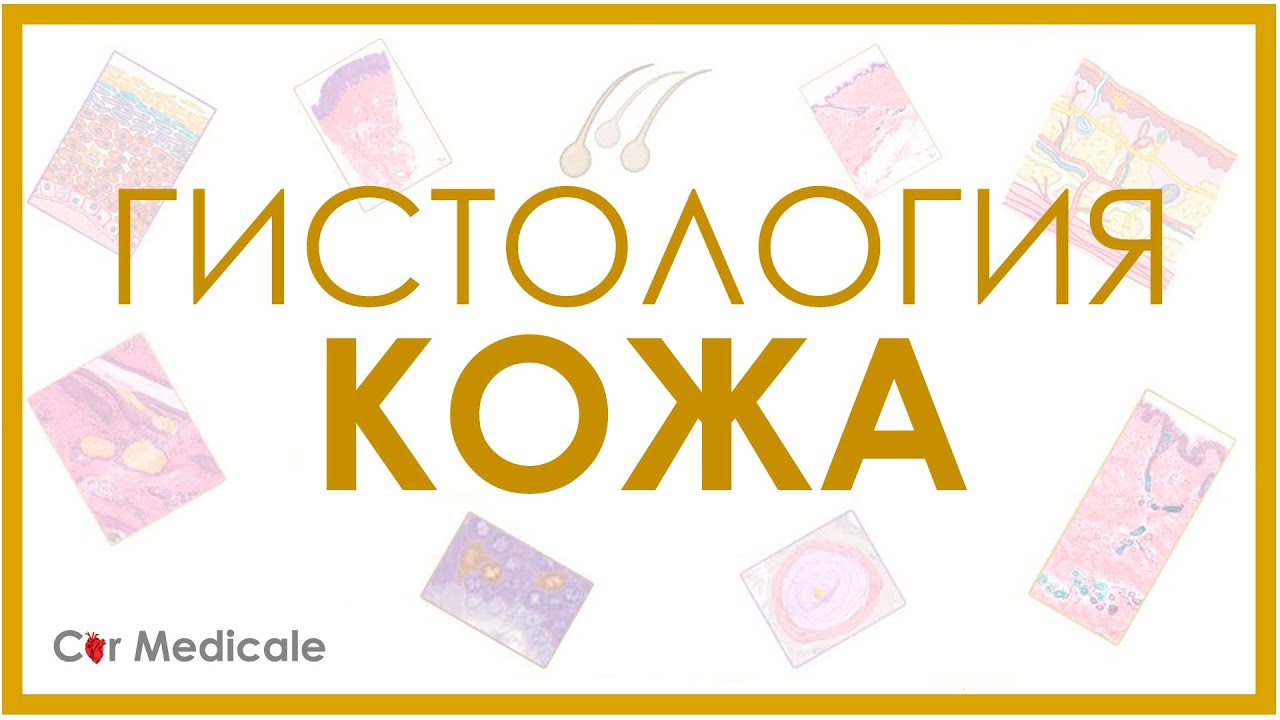 Гистология - Кожа: виды, слои, тельца Мейсснера, Фатера-Пачини, железы, волосяные фолликулы
