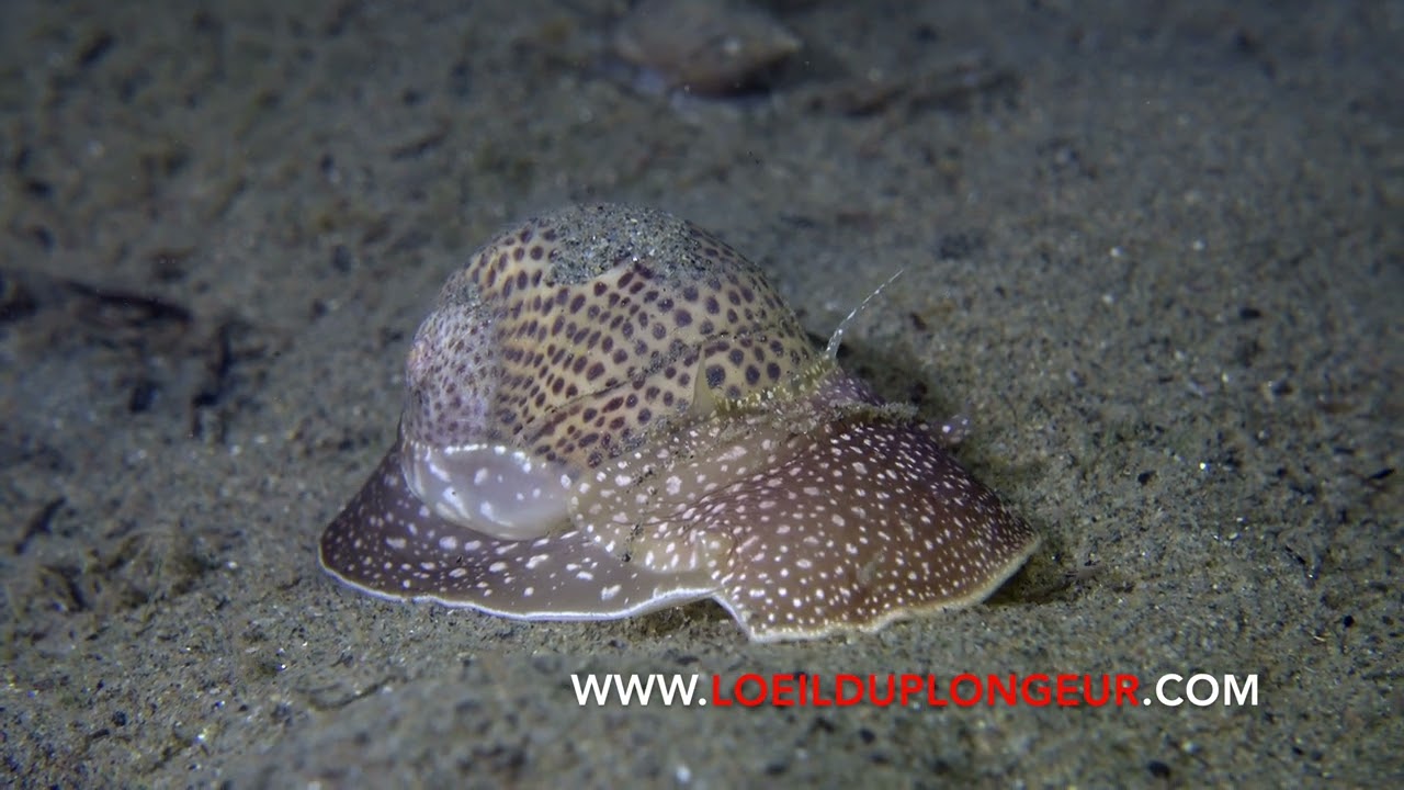Natice mille points - Fly-specked Moon Snail - Naticarius stercusmuscarum