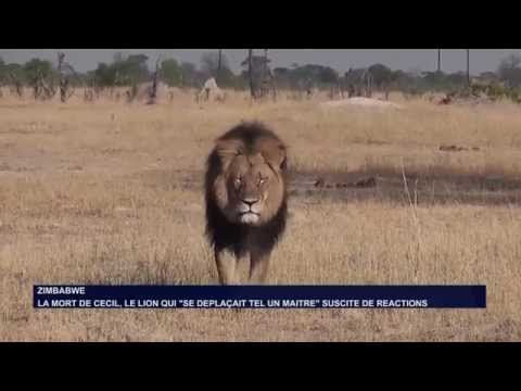 Vidéo: En Colère Contre Cecil Le Lion? Vous Vous Y Trompez Complètement