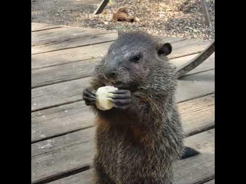 my groundhog eating a banana - YouTube