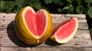 Royal Golden and Mountain Sweet Yellow Watermelons - Taste Tests